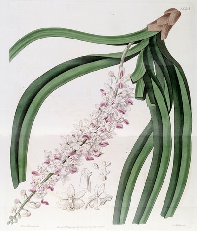 Rhynchostylis retusa by Miss Drake